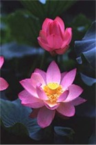 metlotus